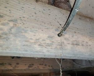 diagnosing mold spread after flood